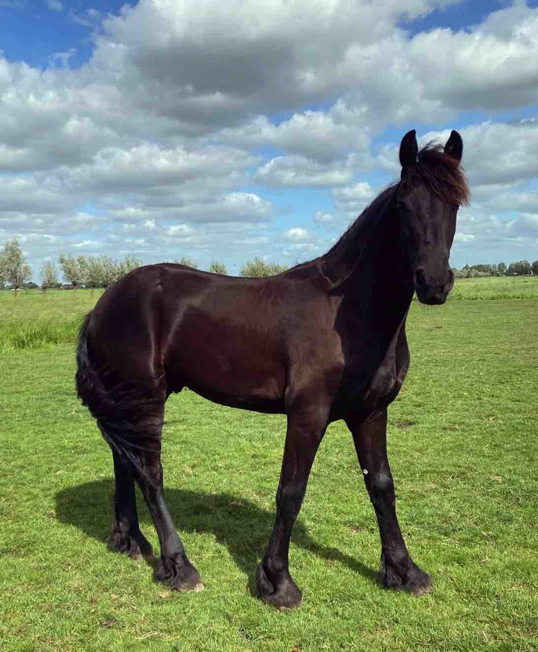 Paardenbloem